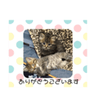 ちょこ、ここあ、あんこ（個別スタンプ：8）