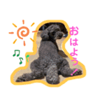 トイプードルと仲間達（個別スタンプ：3）