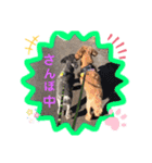 トイプードルと仲間達（個別スタンプ：12）