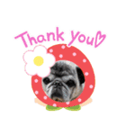 犬 パグ（個別スタンプ：1）