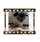 犬 パグ（個別スタンプ：2）