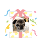 犬 パグ（個別スタンプ：3）