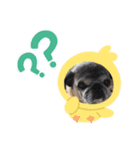 犬 パグ（個別スタンプ：4）