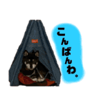 豆柴のエースくん（個別スタンプ：17）
