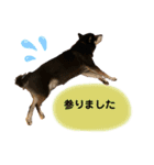 豆柴のエースくん（個別スタンプ：20）