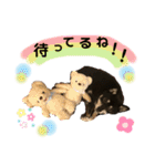 豆柴のエースくん（個別スタンプ：22）
