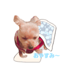 個人用愛犬スタンプ（個別スタンプ：2）
