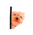 個人用愛犬スタンプ（個別スタンプ：3）