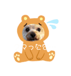 個人用愛犬スタンプ（個別スタンプ：4）