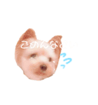 個人用愛犬スタンプ（個別スタンプ：5）