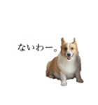 山田のコーギー2（個別スタンプ：1）