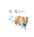 山田のコーギー2（個別スタンプ：2）