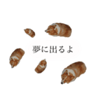 山田のコーギー2（個別スタンプ：3）