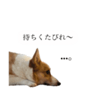 山田のコーギー2（個別スタンプ：4）