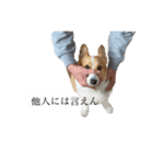 山田のコーギー2（個別スタンプ：6）