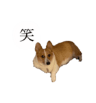 山田のコーギー2（個別スタンプ：8）
