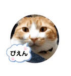 ゆずぽんず。（個別スタンプ：3）