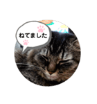 ゆずぽんず。（個別スタンプ：6）