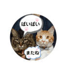 ゆずぽんず。（個別スタンプ：16）