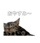 （アメショ）スタンプ（個別スタンプ：4）