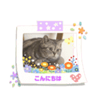 猫の写真のスタンプ日常（個別スタンプ：2）