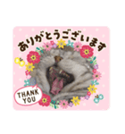 猫の写真のスタンプ日常（個別スタンプ：3）