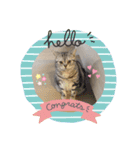 猫の写真のスタンプ日常（個別スタンプ：5）