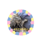 猫の写真のスタンプ日常（個別スタンプ：6）