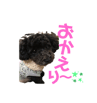 ちっちゃいトイプードルの杏ちゃん2（個別スタンプ：13）