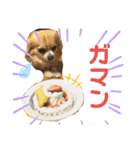 チワワの日常会話(カピ＆プリン)②（個別スタンプ：3）