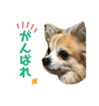 チワワの日常会話(カピ＆プリン)②（個別スタンプ：5）