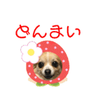 チワワの日常会話(カピ＆プリン)②（個別スタンプ：13）