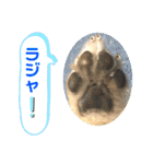 チワワの日常会話(カピ＆プリン)②（個別スタンプ：18）