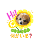 チワワの日常会話(カピ＆プリン)②（個別スタンプ：21）