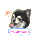 チワワの日常会話(カピ＆プリン)②（個別スタンプ：22）