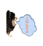 チワワの日常会話(カピ＆プリン)②（個別スタンプ：24）