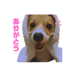 こつぶのーぶーぶー再び➁（個別スタンプ：4）