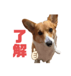 こつぶのーぶーぶー再び➁（個別スタンプ：5）