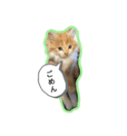 わたちゃん(日々のことば)（個別スタンプ：2）