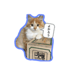 わたちゃん(日々のことば)（個別スタンプ：3）