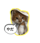 わたちゃん(日々のことば)（個別スタンプ：4）