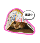 わたちゃん(日々のことば)（個別スタンプ：5）