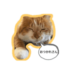 わたちゃん(日々のことば)（個別スタンプ：6）