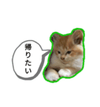 わたちゃん(日々のことば)（個別スタンプ：7）