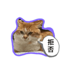 わたちゃん(日々のことば)（個別スタンプ：8）