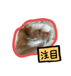 わたちゃん(日々のことば)（個別スタンプ：9）
