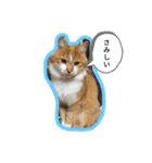 わたちゃん(日々のことば)（個別スタンプ：10）