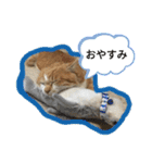 わたちゃん(日々のことば)（個別スタンプ：12）