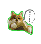 わたちゃん(日々のことば)（個別スタンプ：13）