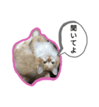 わたちゃん(日々のことば)（個別スタンプ：15）